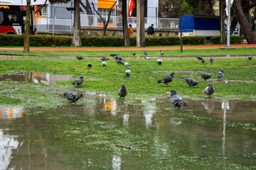 Birds playing in the park puddle. 