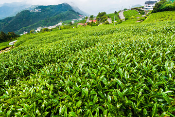 Fototapeta premium Beautiful tea plantation landscape on the mountaintop of Alishan in Taiwan.