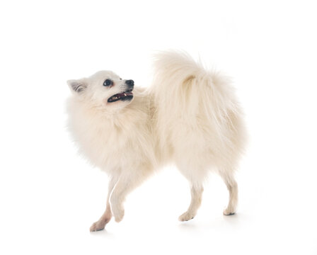 453 Best Japanese Spitz Images Stock Photos Vectors Adobe Stock