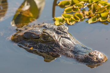 Close-up of the head of caiman in the Rio Claro on the Transpantaneira in the northern Pantanal in Mato Grosso, Brazil