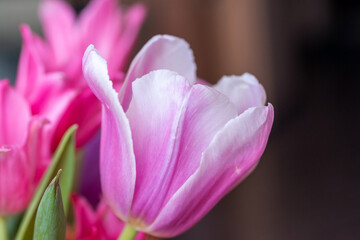 Lilac blooming tulip close-up, a fragment of a bouquet of spring flowers on a blurred background. 