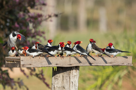 Some Yellow-billed Cardinals (Paroaria capitata) in the Pantanal in Mato Grosso, Brazil