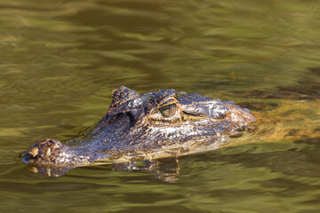 Head of southern spectacled caiman in the northern Pantanal in Mato Grosso, Brazil