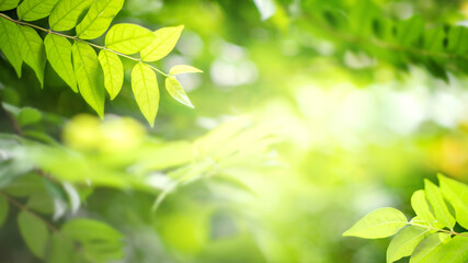 Background nature, Close up green leaf on blurred greenery in forest with copy space.