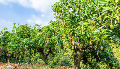Fototapeta na wymiar a lot of mango trees in the orchard, Tainan Taiwan. 