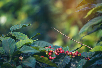 Ripe Red coffee bean berry plant fresh seed coffee tree growth in green eco organic farm. Close up red ripe seed robusta arabica berries harvest for  coffee garden. Fresh coffee bean green leaf bush