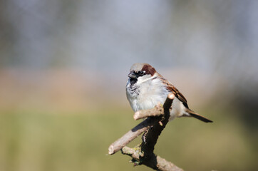 house sparrow, passer domesticus, on a branch observing its surroundings in the forest, Palencia,...