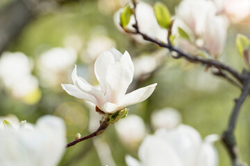 Tender white magnolia flowers on the tree