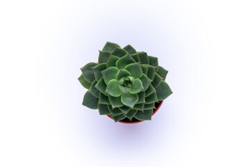 cactus echeveria green on a white background in the center top view horizontal photo