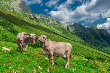 Obraz premium Two cute brown cows on the green alpine pasture.