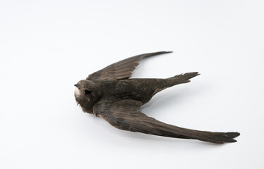Dead swallow (swift) isolated on white background.