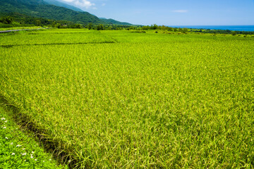 A large area of rice fields with mountains background under the blue sky in Taitung, Taiwan.