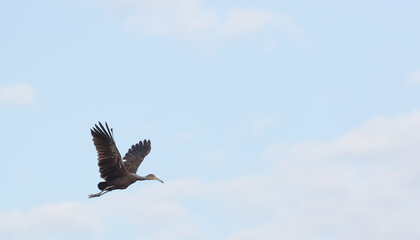 Fototapeta premium Flying limpkin (Aramus guarauna) in the Pantanal in Mato Grosso, Brazil