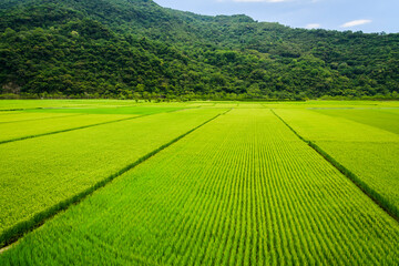 Obraz premium Ripe crop field with mountains background under blue sky, Taiwan eastern.