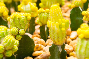 yellow Gymnocalycium mihanovichii grafted cactuses (moon cactus) in pots.