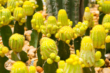 yellow Gymnocalycium mihanovichii grafted cactuses (moon cactus) in pots.