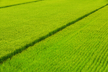 Large area rice crop field as a background