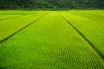 Large area rice crop field in Taiwan eastern.