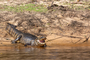 Brazilian Wildlife: A Caiman resting on the shore of the Rio Sao Lourence in the northern Pantanal in Mato Grosso, Brazil