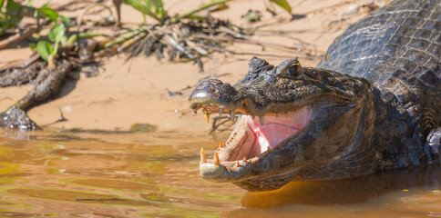 Brazilian Wildlife: Portrait of the head of a caiman with open mouth and visible teeth in the northern Pantanal in Mato Grosso, Brazil