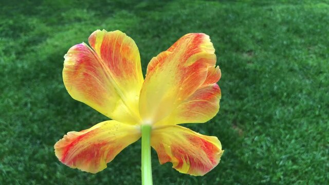 A fascinating video of a tulip that has color a transition (tulipa). Tulips were growing originally in Tian Shan Mountains and they were cultivated in Constantinople and they became the symbols of Ott