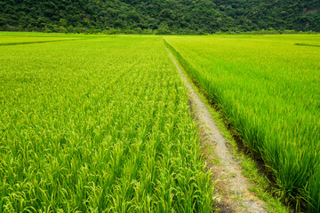 Large area rice crop field with mountains background, Taiwan eastern.