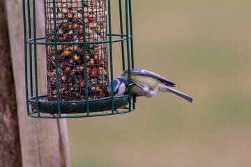 Bird feeder for hungry birds like European blue tit or other songbirds help bird to survive the cold winter with peanuts and seeds for picking and eating in garden and parks and birdwatcher at home 