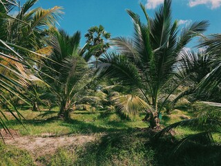 Coconut plantation