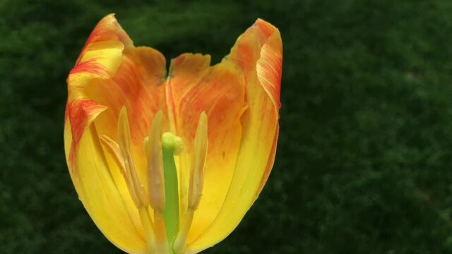 A fascinating video of a tulip that has color a transition (tulipa). Tulips were growing originally in Tian Shan Mountains and they were cultivated in Constantinople and they became the symbols of Ott