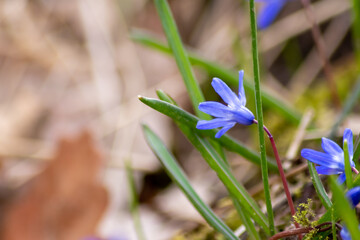 Obraz premium Endymion non-scriptus wood flower as close-up macro in blooming blue and violet shows spring time in full blow as bluebell flower in gardens and forests England and Great Britain natural environment