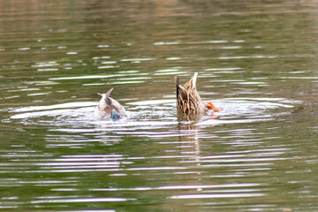 Dabbling mallard duck couple dabbles in a lake as waterbird to find food with orange feet and rump up to search for food on the ground of a garden pond as male and female mallard duck pair