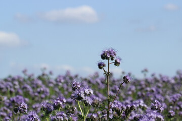 Feld mit Phacelia mit einer lila Blüte im Vordergrund