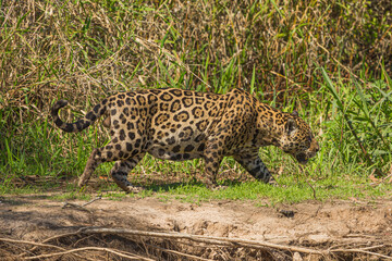 Brazilian Wildlife: A Jaguar (Panther onca) in the northern Pantanal in Mato Grosso, Brazil