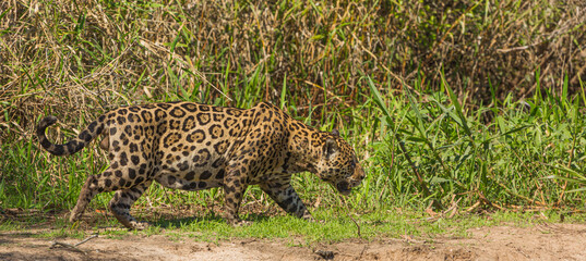 Fototapeta na wymiar Panther onca (Jaguar) stalking along the banks of the Rio Sao Lourenco in the northern Pantanal in Mato Grosso, Brazil
