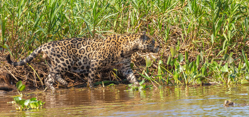 Fototapeta na wymiar Brazilian Wildlife: Jaguar in the northern Pantanal in Mato Grosso, Brazil