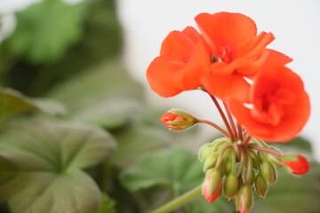 Obraz na płótnie Canvas geranium closeup