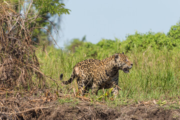 Jaguar on the river banks of the Rio Sao Lourenco in the northern Pantanal in Mato Grosso, Brazil