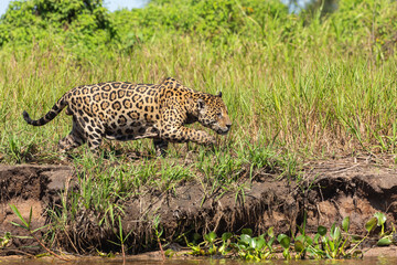 Brazilian Animal: Jaguar in the Pantanal looking for prey