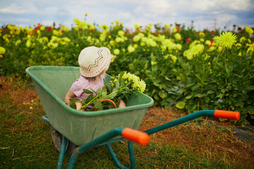 Adorable toddler girl in straw hat sitting in wheelbarrow on a farm