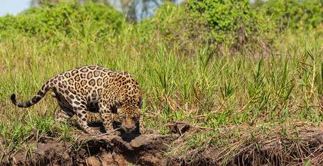 Jaguar looking for prey on the Rio Sao Lourenco in the northern Pantanal in Mato Grosso, Bratil