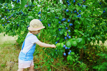 Adorable toddler girl in straw hat picking fresh organic plums on farm