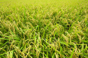 Rice crop soon to be harvest in the paddy field of Taiwan.