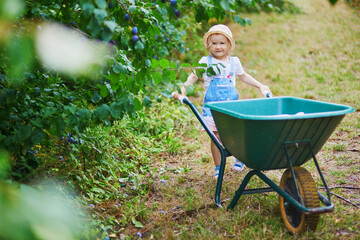 Adorable toddler girl in straw hat pushing wheelbarrow near plum trees on a farm