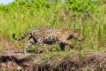 Side view of a hunting Jaguar in the Pantanal close to Porto Jofre in Mato Grosso, Brazil