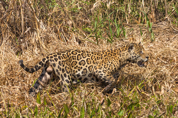 Close-up of a hunting Jaguar taken from the Rio Sao Lourenco in the northern Pantanal in Mato Grosso, Brazil