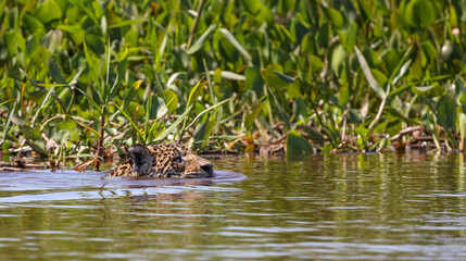 Jaguar swimming in a river with only the head visible in the Pantanal in Mato Grosso, Brazil