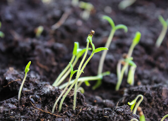 Young seedlings of tomato seedlings in the ground.