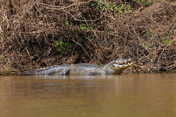 Southern Spectacled Caiman in the northern Pantanal in Mato Grosso, Brazil