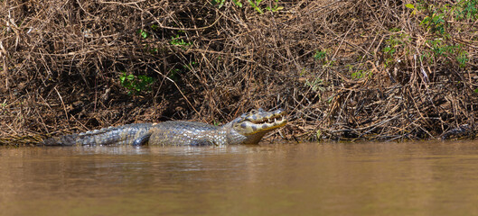 Side view of a caiman laying in the Rio Sao Lourenco in the northern Pantanal in Mato Grosso, Brazil