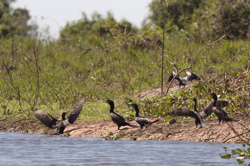 Group of Olivaceous Cormorants (Phalacrocorax brasilianus)  in the northern Pantanal in Mato Grosso, Brazil